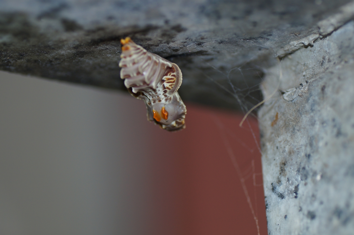 ジャコウアゲハ越冬蛹