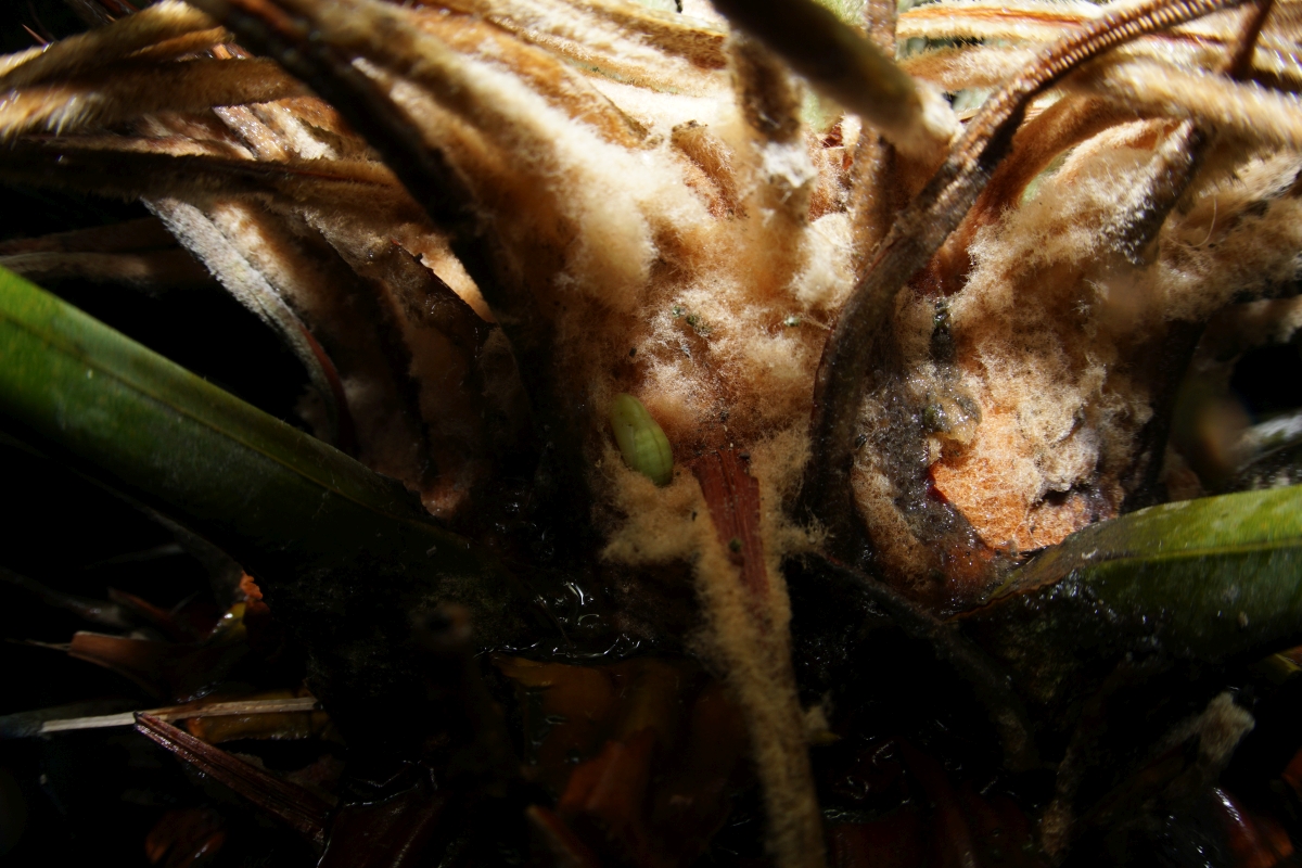 クロマダラソテツシジミ（蛹）