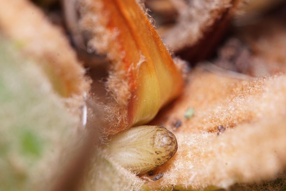 クロマダラソテツシジミ（蛹）の写真